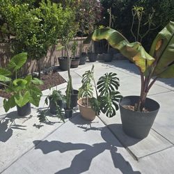Indoor And Outdoor Plants