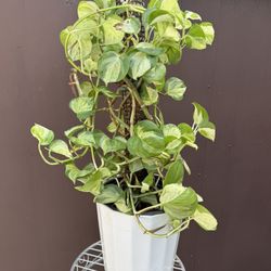 10” Big Manjula Pothos 