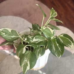 N’Joy pothos plant (Epipremnum aureum 'N'Joy')