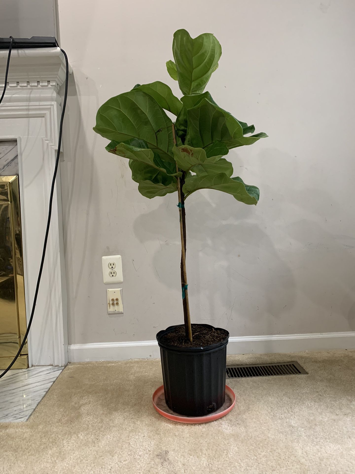 Fiddle leaf fig plant