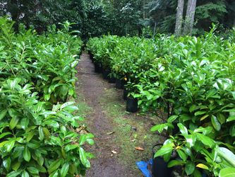 English Laurel