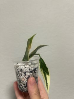 Plant bundle $15
