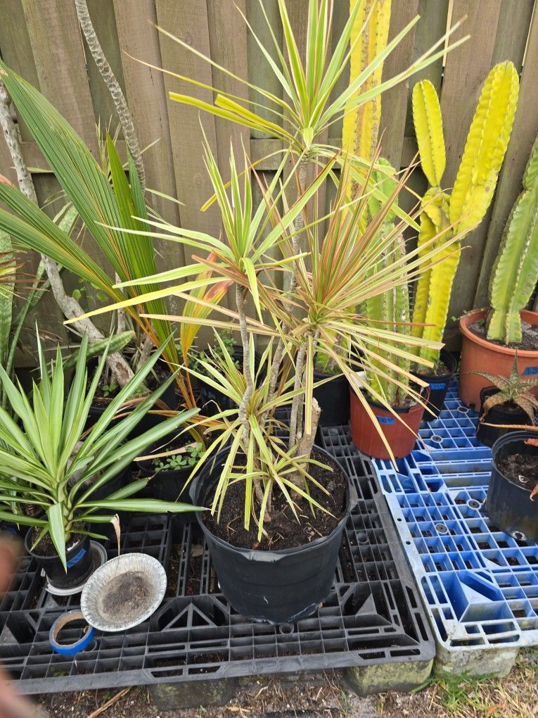Dragon tree 4 feet high $35.00