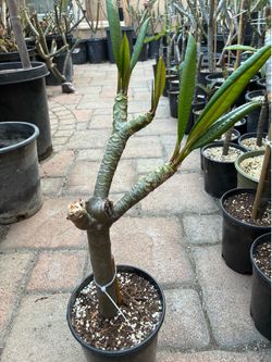 1 gallon plumeria - color unknown