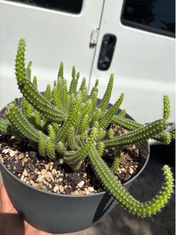 Peanut cactus
