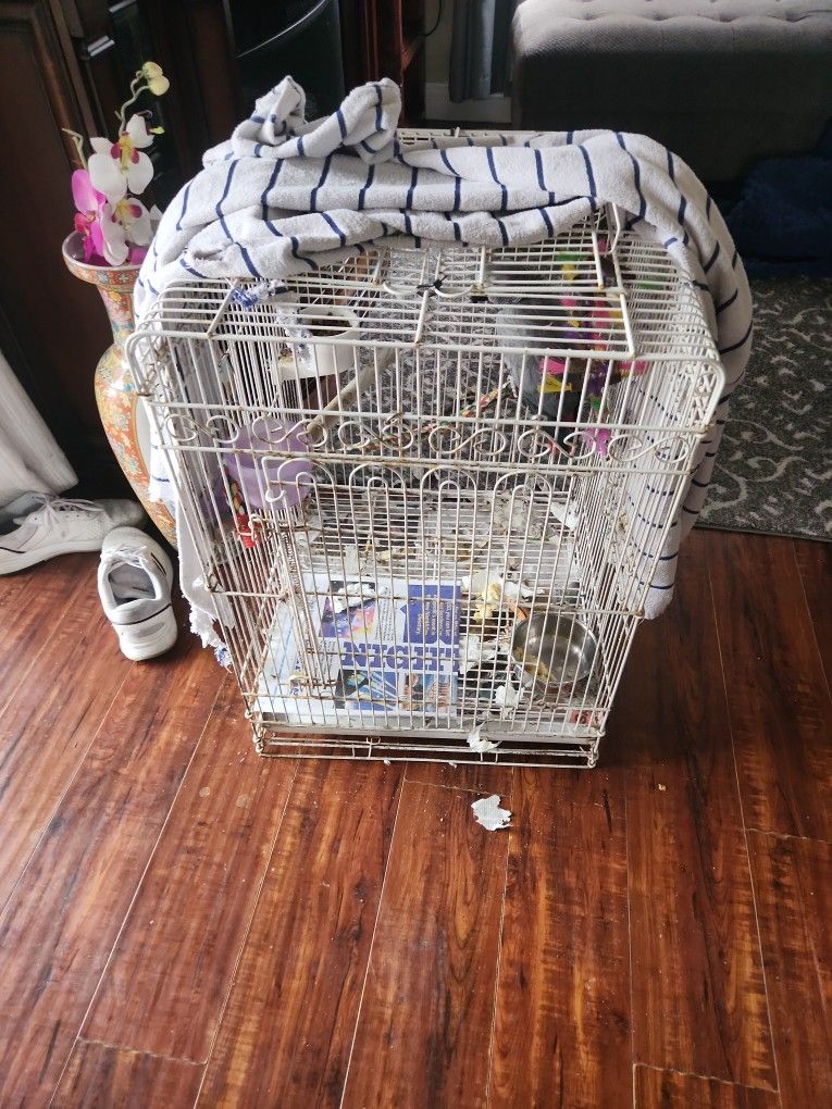 African Grey Parrot And Cage