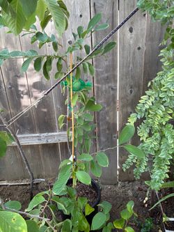 7’ tall healthy Gefner Atemoya Tree with fruit