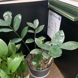 Zz Plant