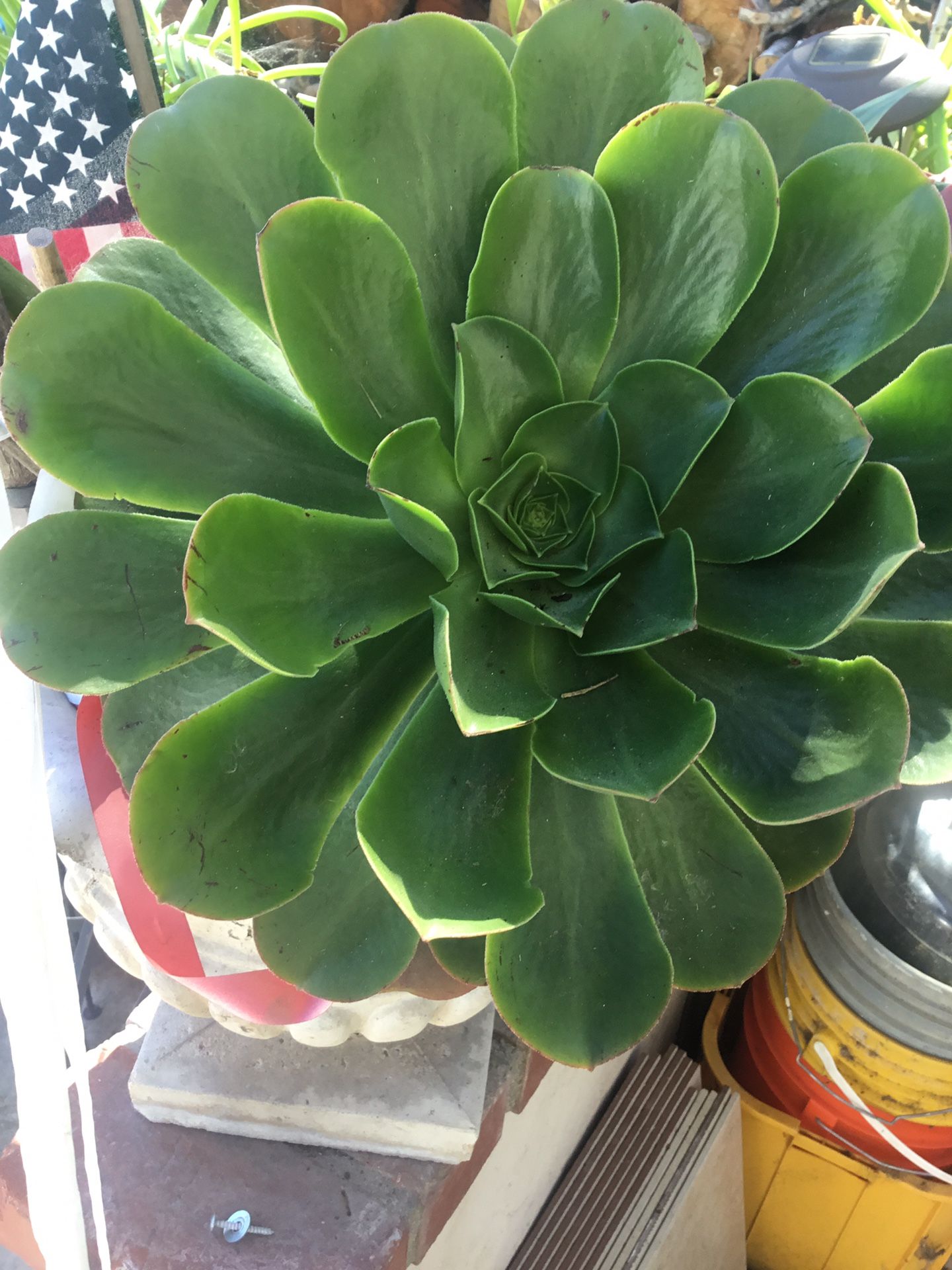 Plants ,succulents In Nice Pots $10 Each