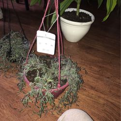House Plant 