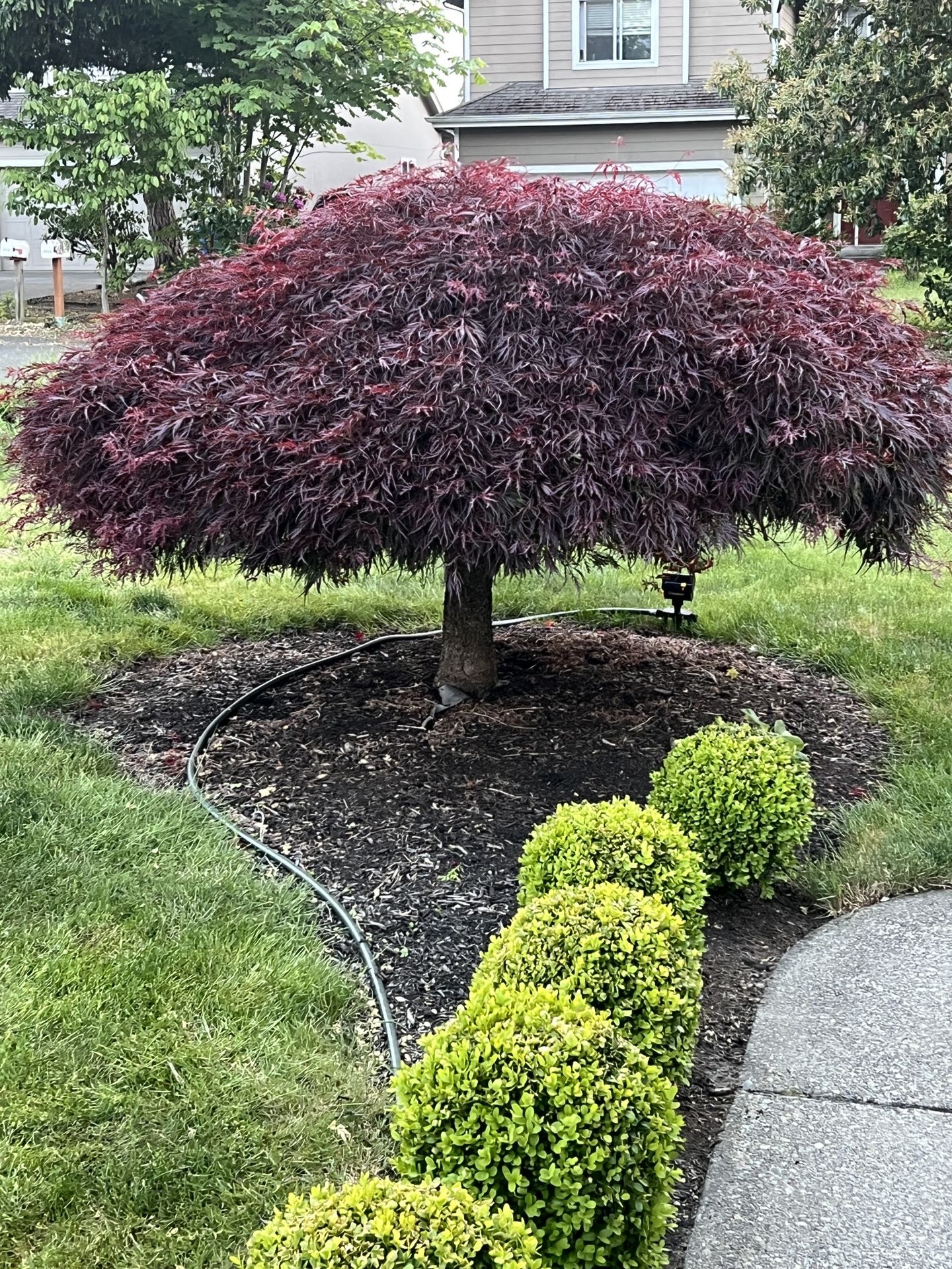 Japanese Maple Tree