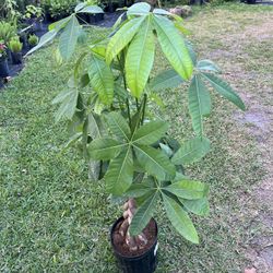 MONEY TREE (3 Gallon Pot) Indoor Air Purifying Decor