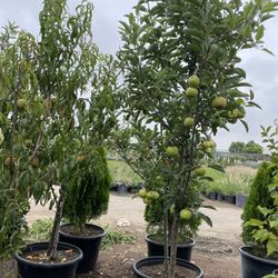 Árbol de manzana fruta 24 galones $190