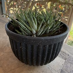 Succulent Zebra 