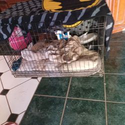 Dog Kennel