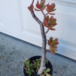 Holiday gifts lucky red Jade plant bonsai old money tree 幸运发财树 $39 each or buy 3 get 2 pots free