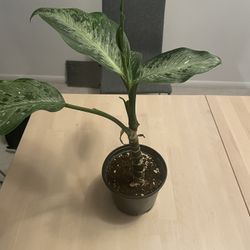 Dieffenbachia Tropic Snow