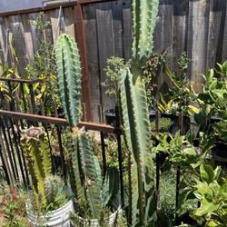 Listos Los Pítallos Para Plantarlos En El Piso Ya Están Grandes 