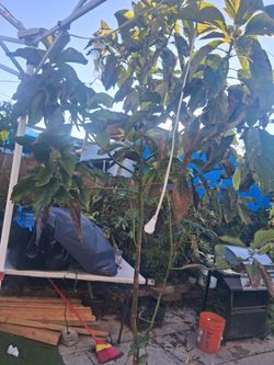 Avocado Tree