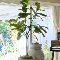 FAUX FIDDLE LEAF TREE (6ft)