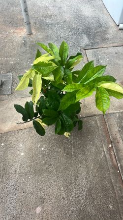 (Zamioculcas zamiifolia Varigated
