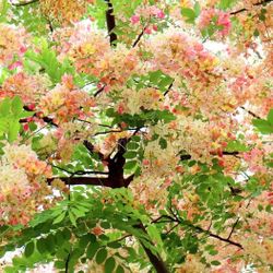 LIVE PLANT 3ft Cassia javanica - Rainbow Pink and White Shower - Apple Blossom