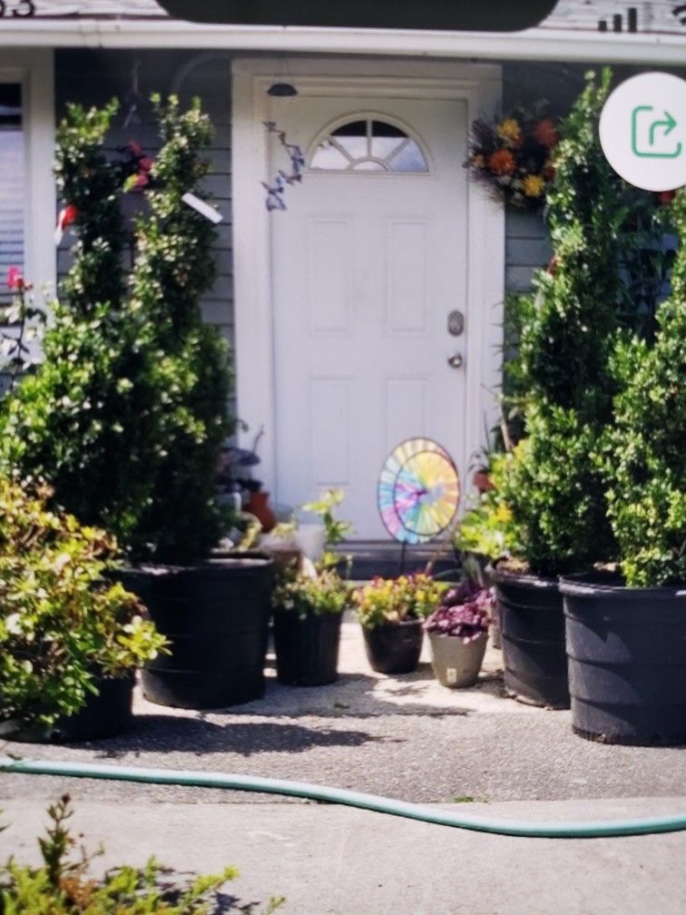 $195 Each Beautiful Spiral Boxwood Plant 