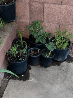 A Fresh Start To Making An Awesome Plant Garden