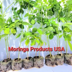 10 Moringa Tree Seedlings (6-12" Live Plant) With Free Seeds 