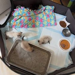 Kitten play pen