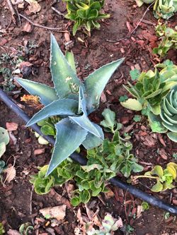 In 1 gallon pot. Plant agave .