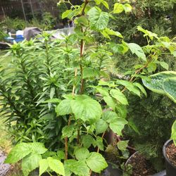 Golden Raspberry 