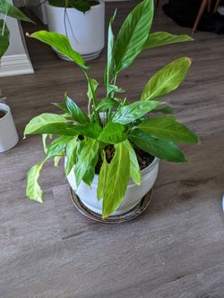 Peace Lily With Pot And Plate