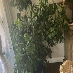 Schefflera Plant (chafalaria)