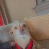 Jay