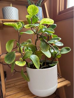 20” tall Peperomia