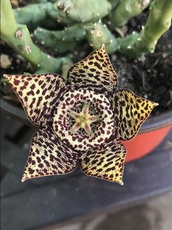 Star Fish Flower Stapelia Orbea Verigata 