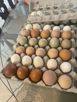 huevos Frescos Orgánicos
