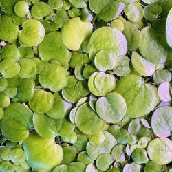 Frogbit aquarium floating plants