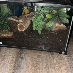 Tarantula Enclosure 