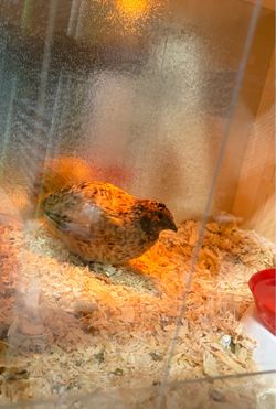 ‼️Rehoming‼️  Sparkly Calico/Fawn Coturnix Quail