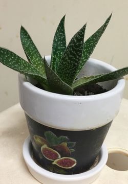 Nice indoor plant