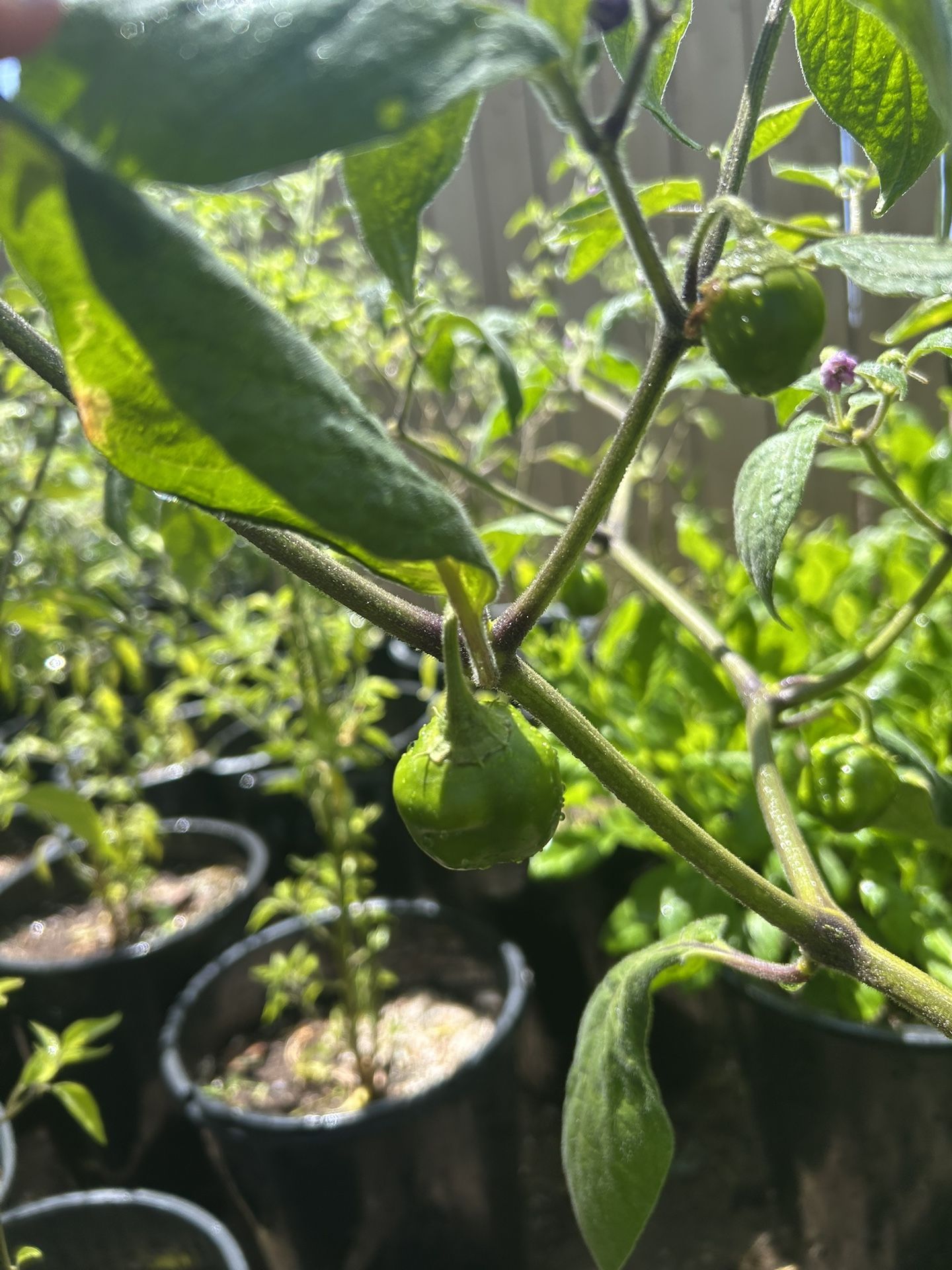 Chile Manzano / Chili Plant