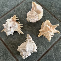 Four Piece Assorted Seashells, 5”-6”” Long