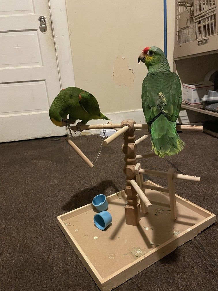 Stand Jahula Cage