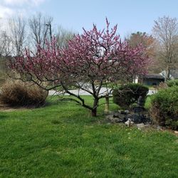Ornamental Japanese Peach Tree Saplings