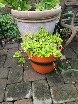 Crazy Charlie in 12" pot