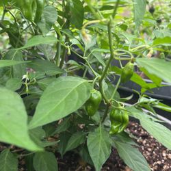 Matas De Chiles Habaneros 