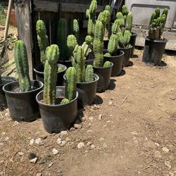 Discounted! Potted Cactus With Roots!