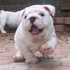 Ruben